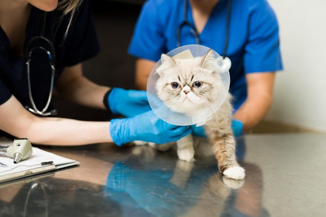 cute persian cat with recovery cone after surgery veterinarian woman man vet putting bandage sick fluffy pet animal clinic