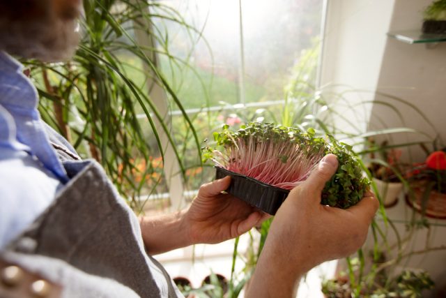 man cultivating farming edible plants indoors