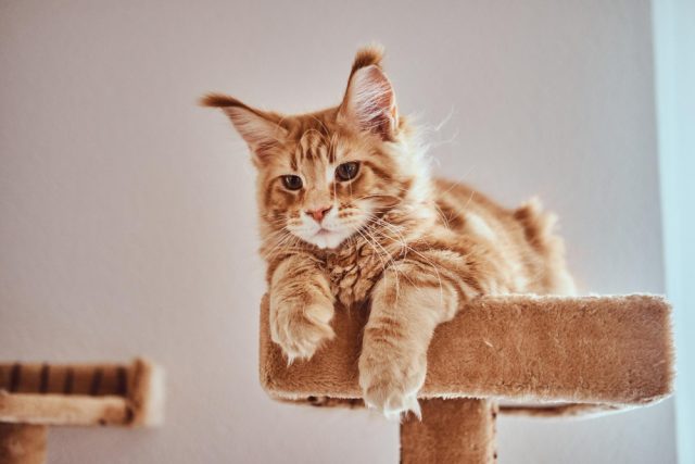 cute ginger maine coon kitten is lying special cat s furniture