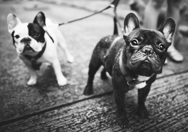 young french bulldogs with leashes walking steet side