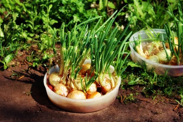 Growing Onions Uncover the Secrets of this Vegetable