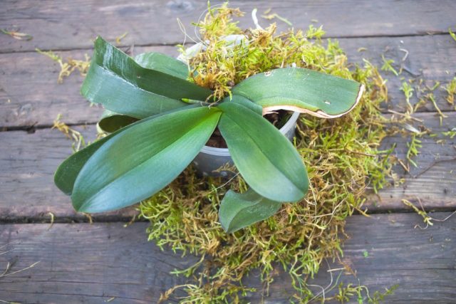 Orchid with Moss