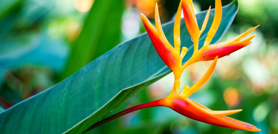 Is Bird of Paradise Toxic to Cats? A Comprehensive Guide