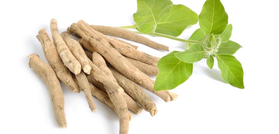 How Long Does It Take for Ashwagandha to Work