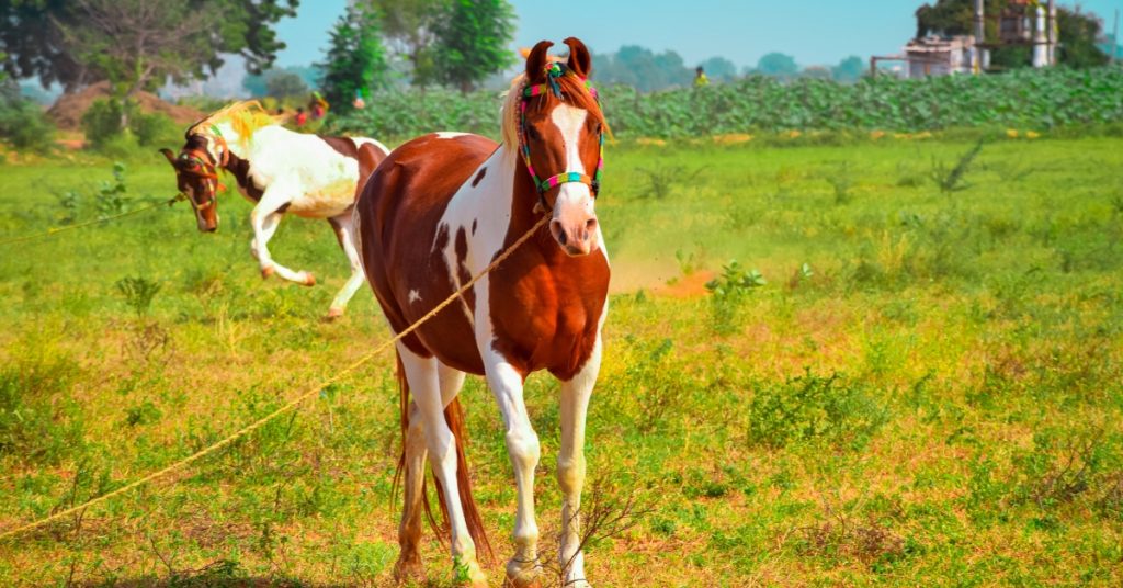How Much Does a Horse Weigh: Insights into Equine Weight
