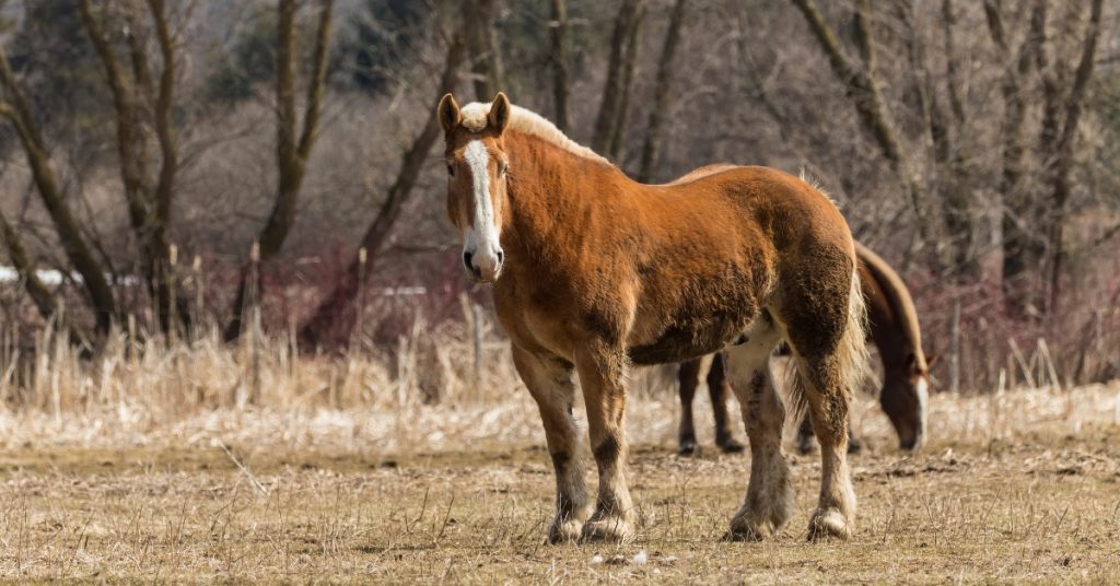 How Much Does a Horse Weigh: Insights into Equine Weight